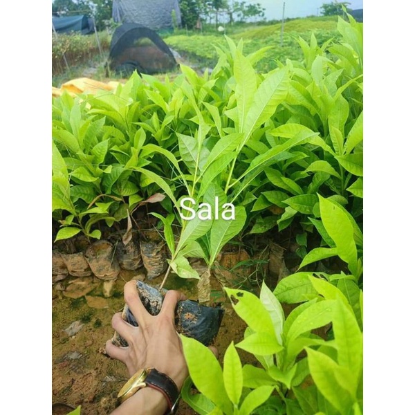 cây giống sa la