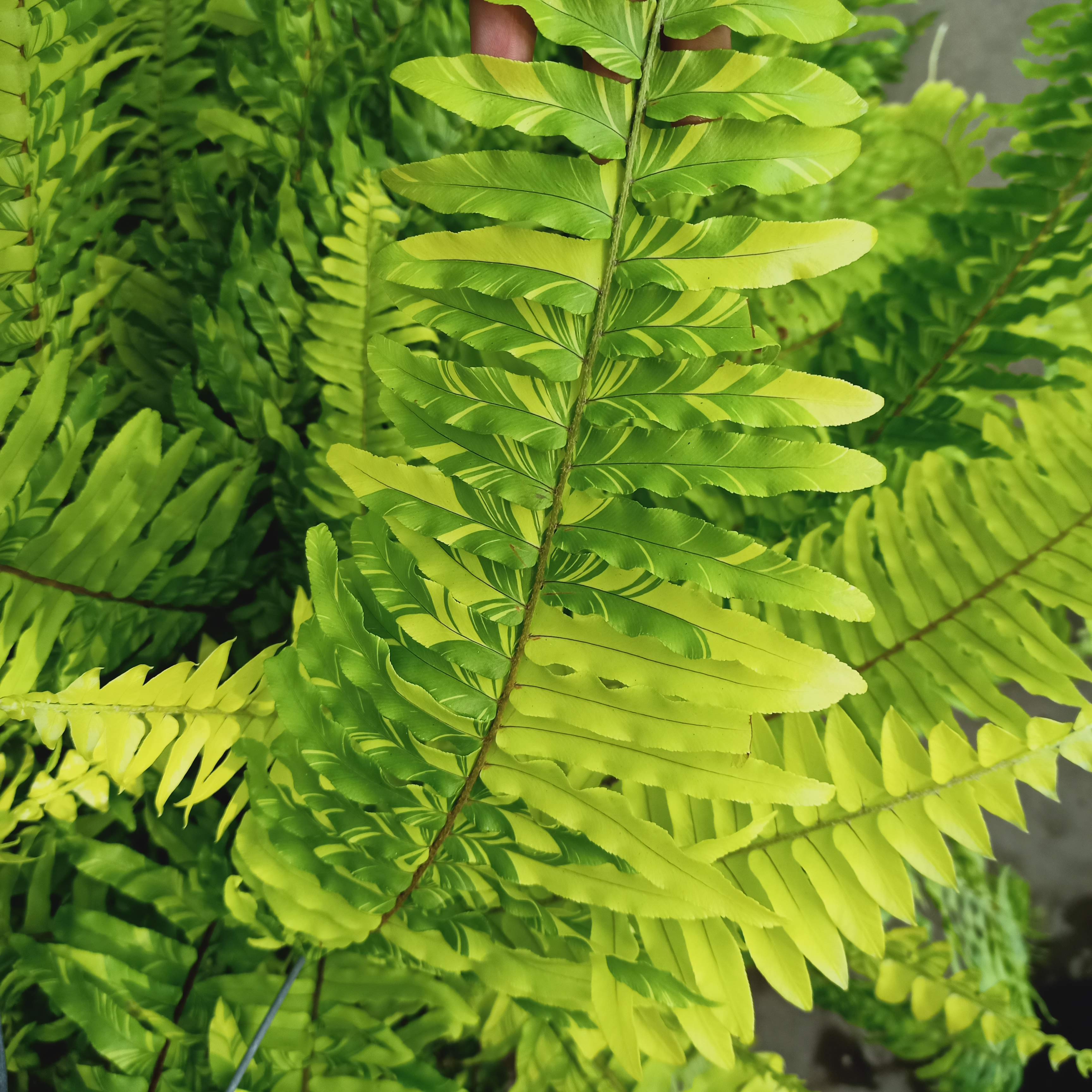 Chậu cây dương xỉ cẩm thạch - Summer Garden