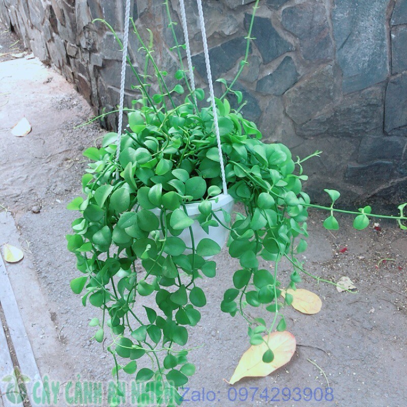 Chậu đo la treo