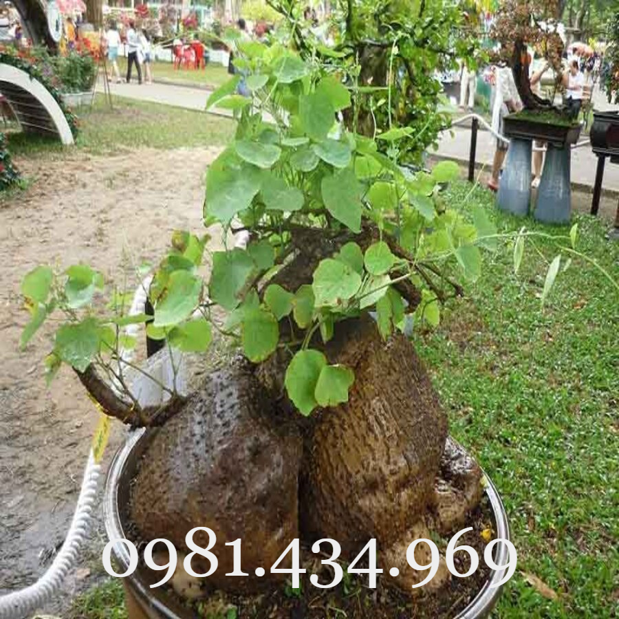 👉🌱🌱🌱👍 Combo 5 cây đuôi chuột hoa tím (Cây mạch lạc)