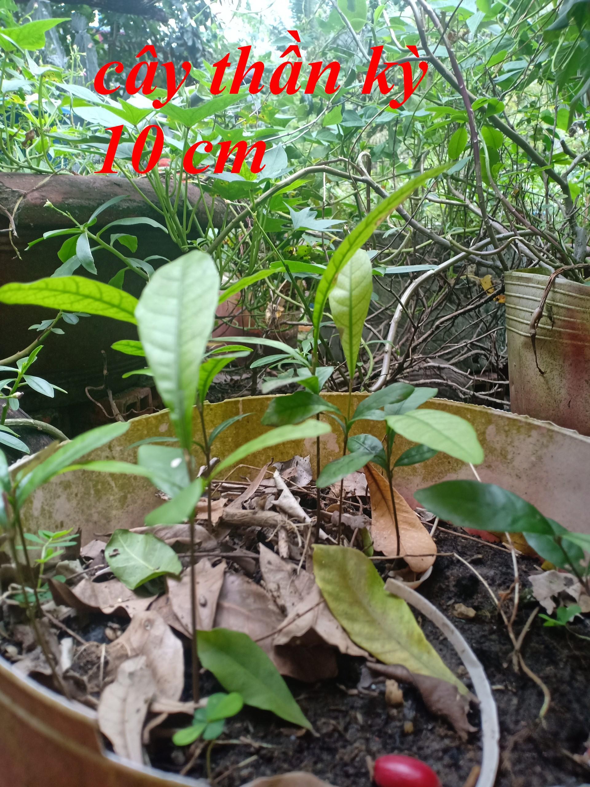 combo 3 cây thần kỳ 10cm