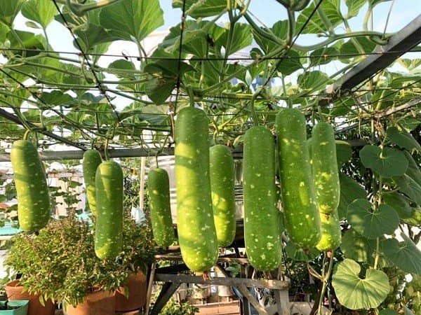 10 HẠT GIỐNG BẦU SAO NGẮN CAO SẢN