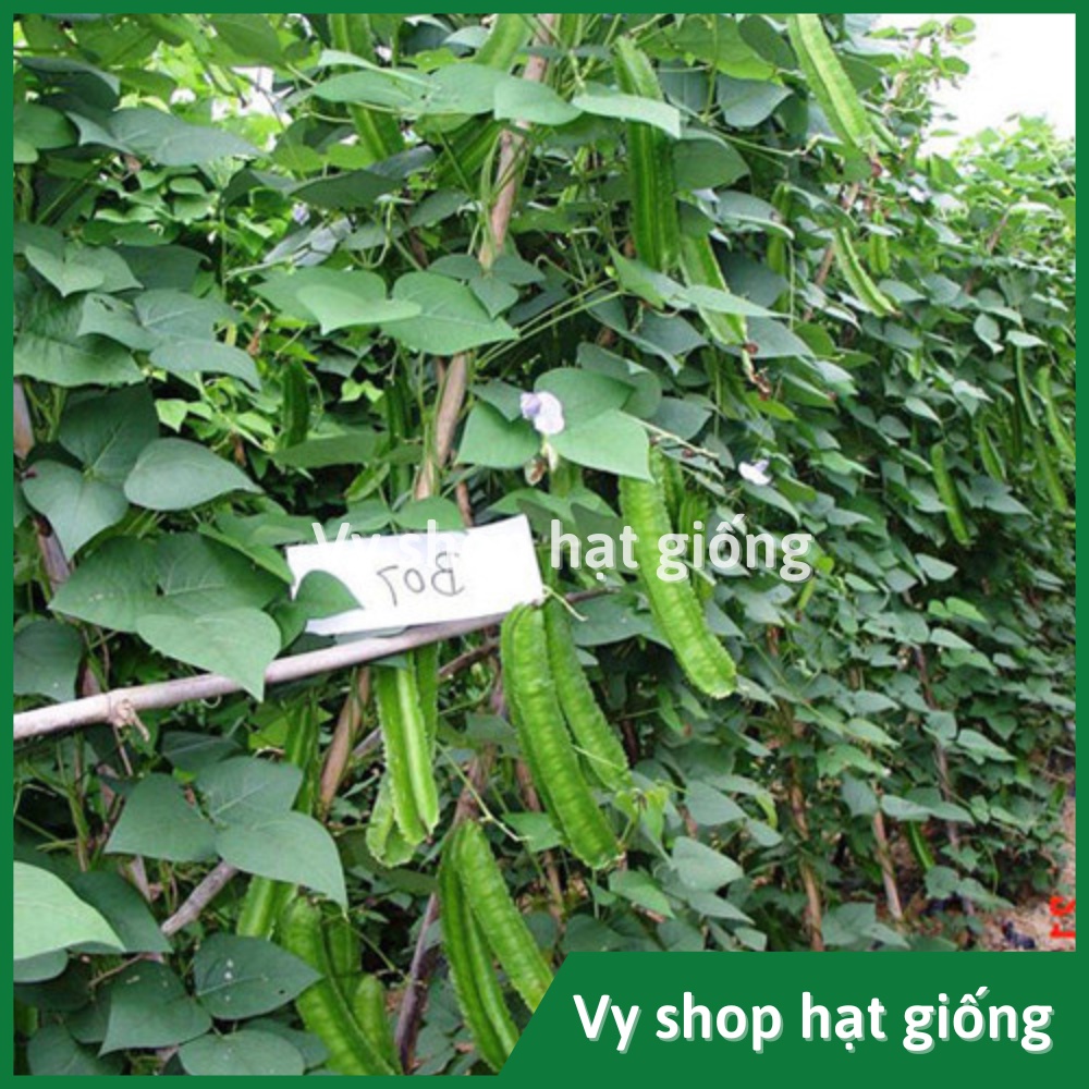 Hạt giống đậu rồng (đậu khế) Thái Lan gói 8 hạt