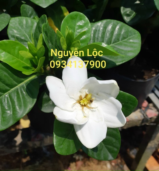 Cây hoa dành dành cánh đơn (bạch thiên hương)
