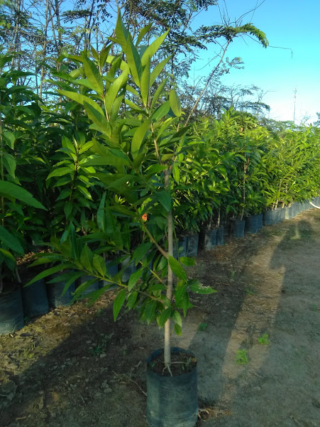 Cây Vối - thân lớn, cắt ngọn