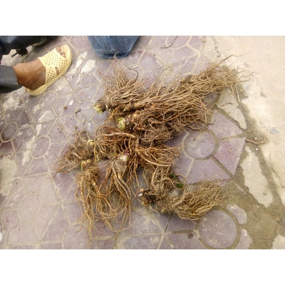 Sâm Đương Quy Tươi 1Kg