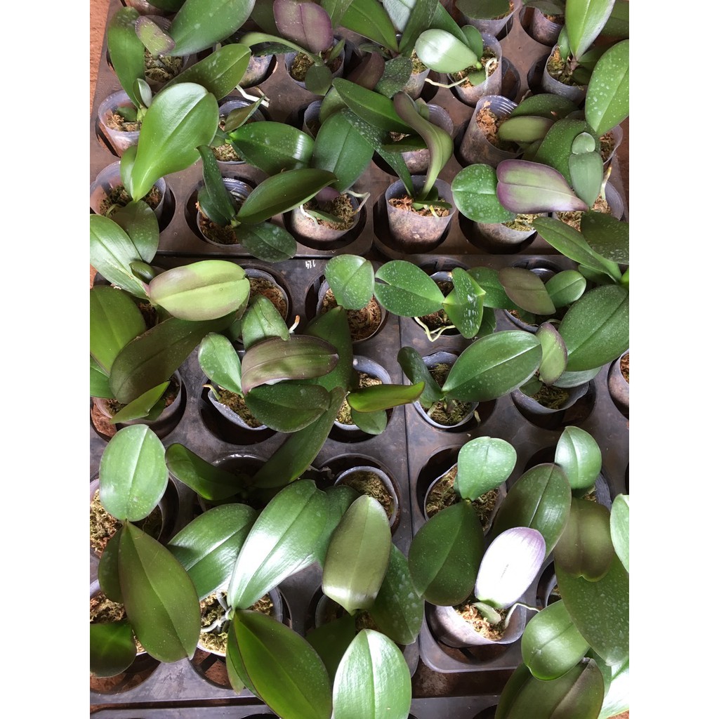 Lan hồ điệp giống nhiều màu