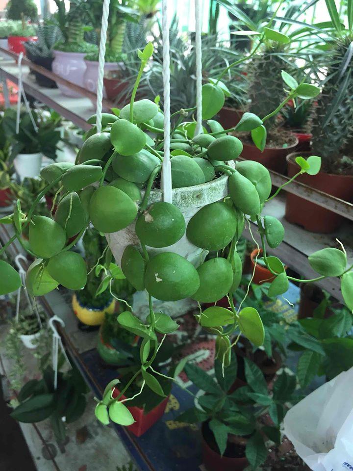 Cây Lan Sò - Hoa Lan Chậu Treo