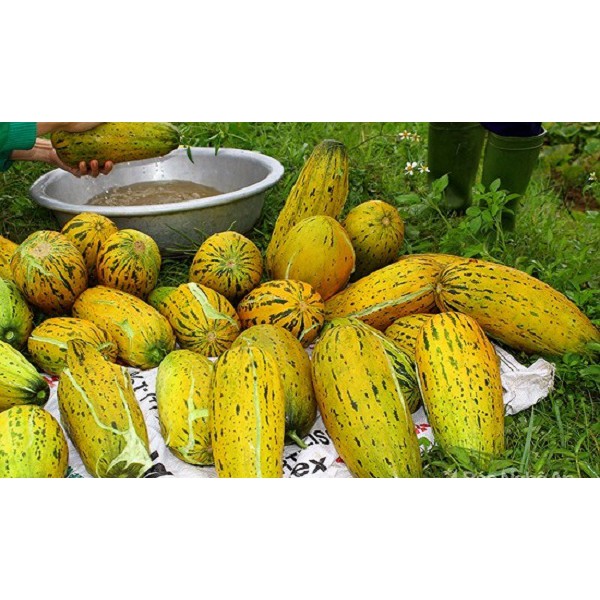 Hạt giống Dưa Gang/Bở Thơm