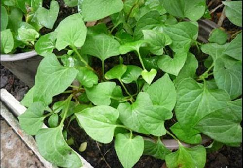 Diếp Cá (Giấp Cá) - Chậu Rau