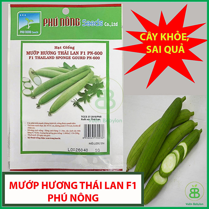 Hạt Giống Mướp Hương Thái Lan Siêu Dài