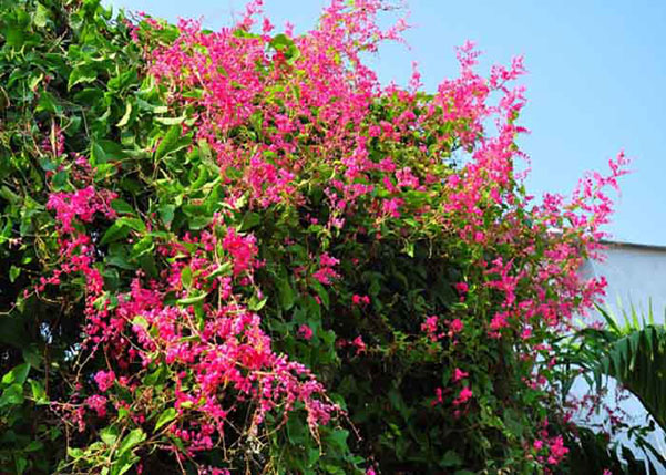 CÂY GIỐNG HOA TY GÔN
