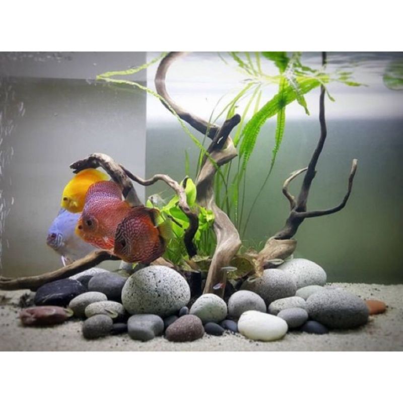 Bao 500gr đá cuội trang trí bể thủy sinh, terrarium