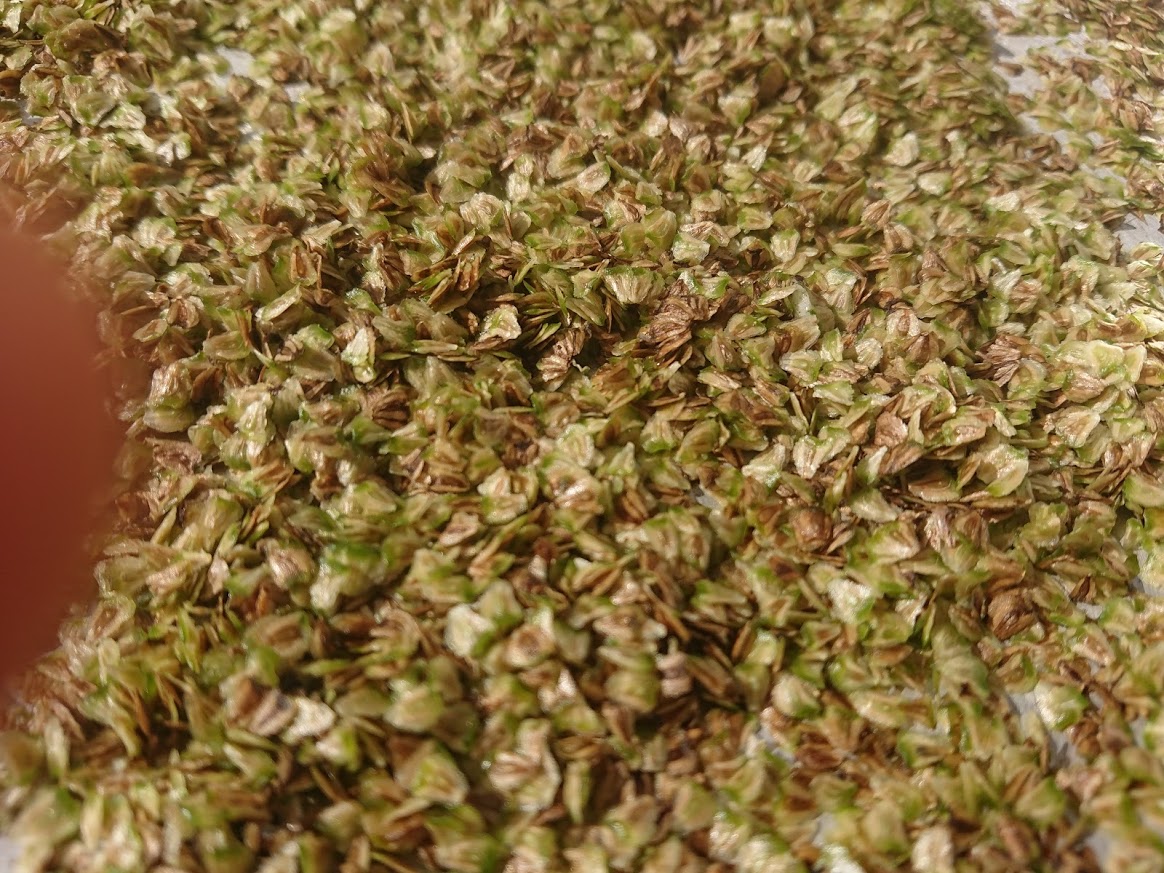 Hạt giống cây kèo nèo (gói 0.1gram)
