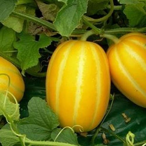 Hạt Dưa Thơm Hàn Quốc Giống. Túi 10 Hạt - Rất Dễ Lên - Nhiều bổ dưỡng.