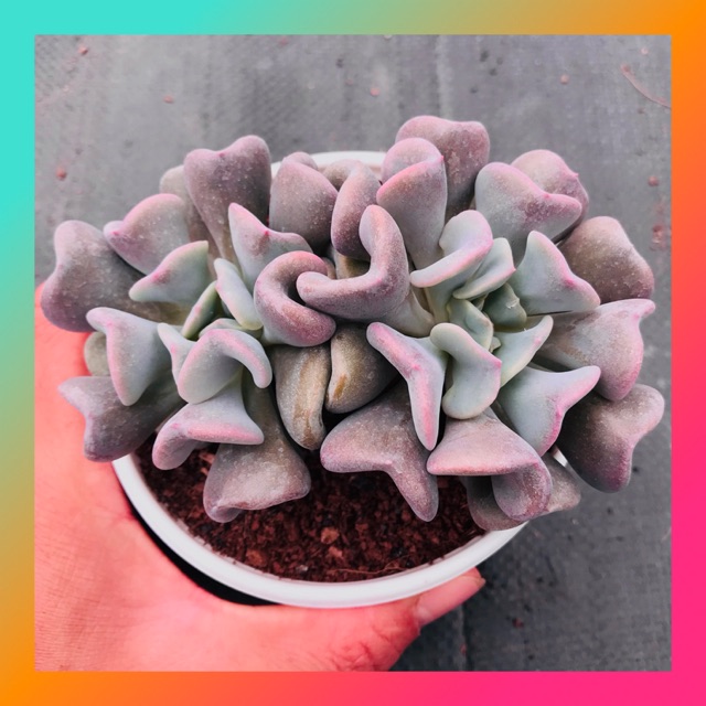 SEN ĐÁ HOA CÚC TÍM SIZE TRUNG BÌNH LỖI 1 ĐỔI 1