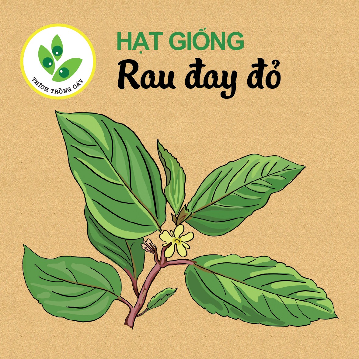 Hạt giống rau Đay đỏ (10gram/bịch)