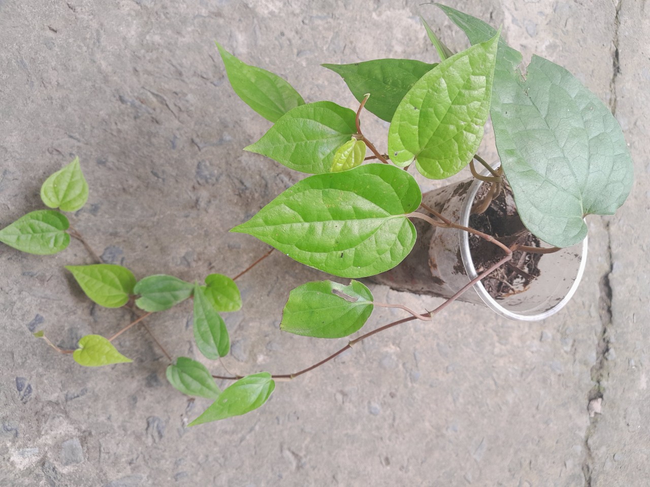 Chậu cây giống lá trầu không ( trầu quế, trầu nhai với cau)