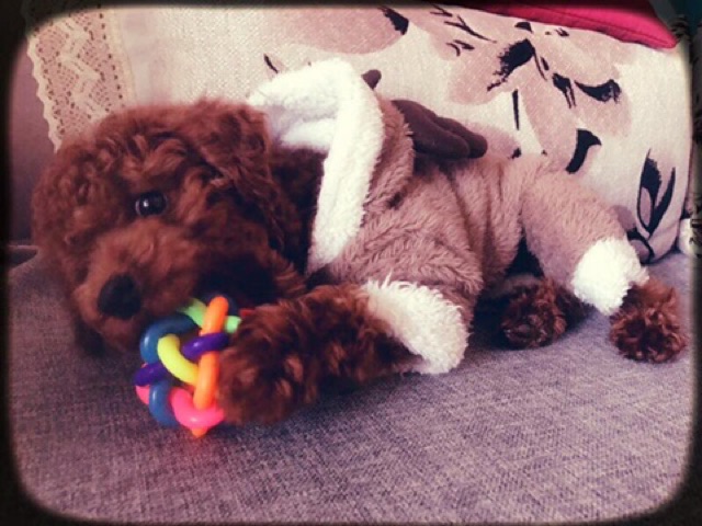 Banh đồ chơi cầu vồng cho thú cưng🐶🐾🐩