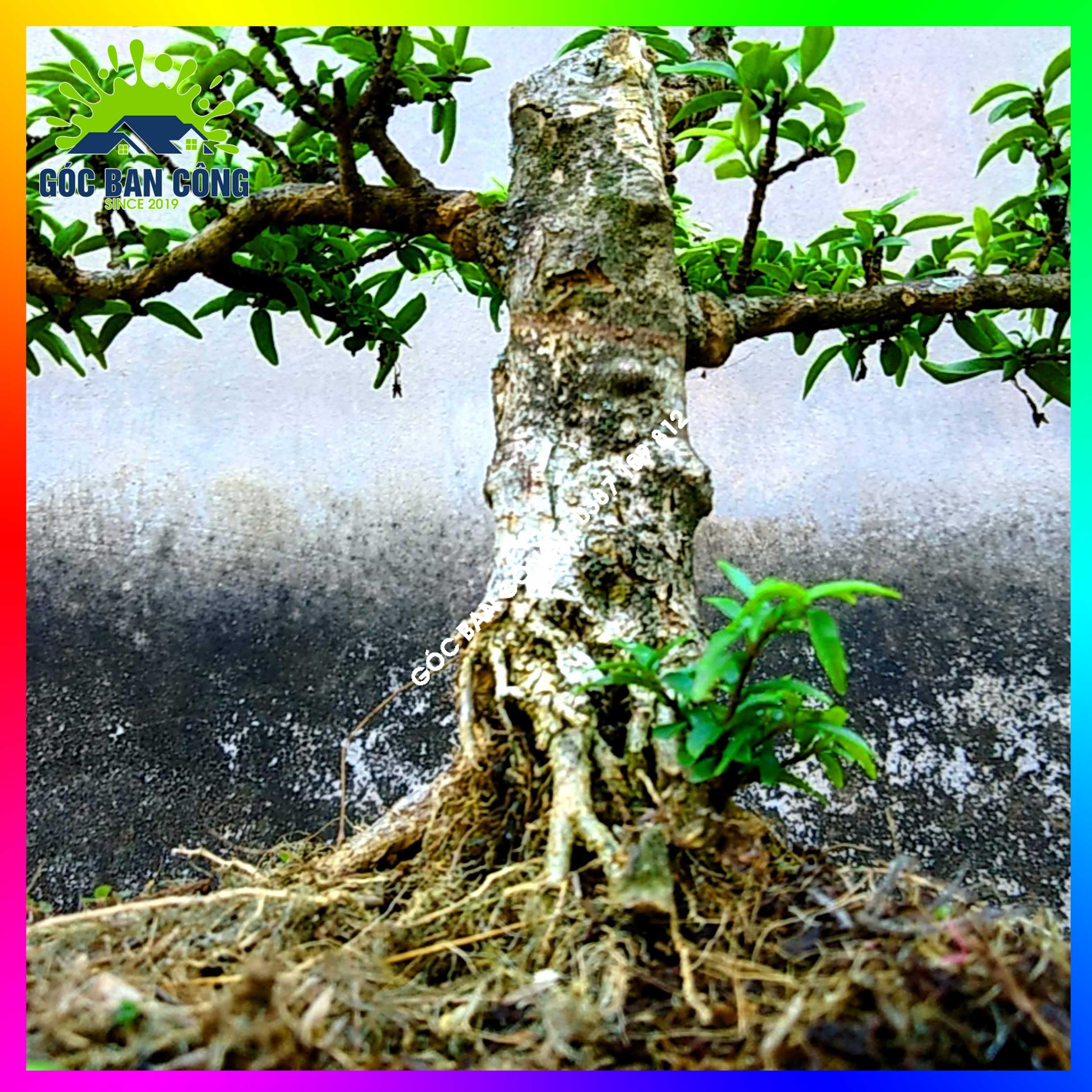 Mai Chiếu Thủy Kim Giòn Bonsai Mini - CTBS04