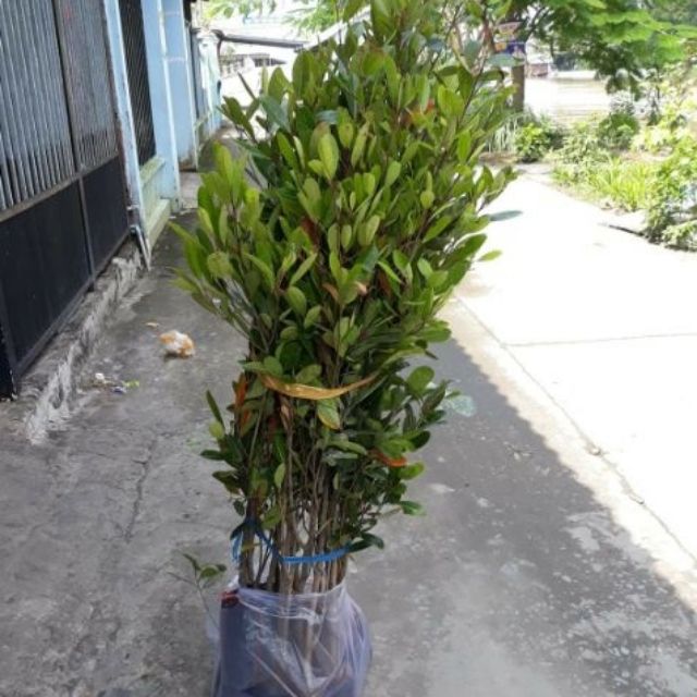 Cà Na Thái ( siêu trái)