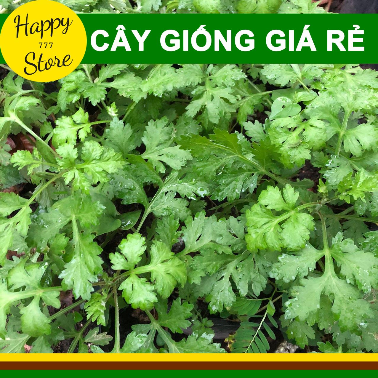 Cây Ngải Cứu (Chậu 3 Cây) HAPPY_STORE