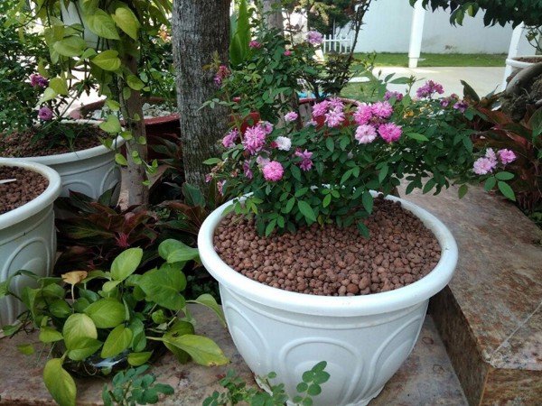 Viên đất nung SFARM (Sỏi nhẹ)