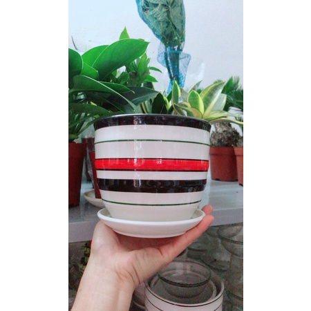 Chậu Trồng Cây (chậu sứ)