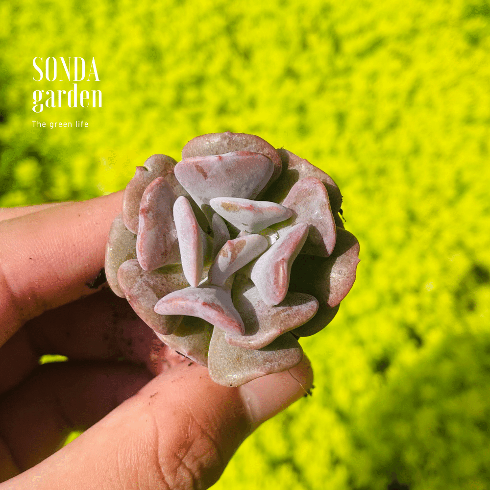 SEN ĐÁ CÚC TÍM SIZE MINI LỖI 1 ĐỔI 1