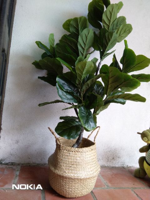 Giỏ cói đựng đồ, trồng cây cảnh