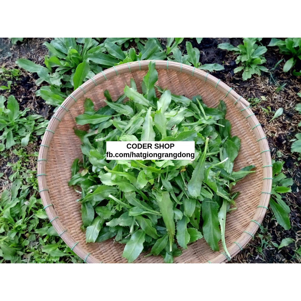 Hạt Giống Ngò Gai Rạng Đông 10Gram