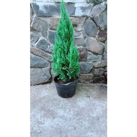 Sơn tùng trang trí noel hàng đẹp