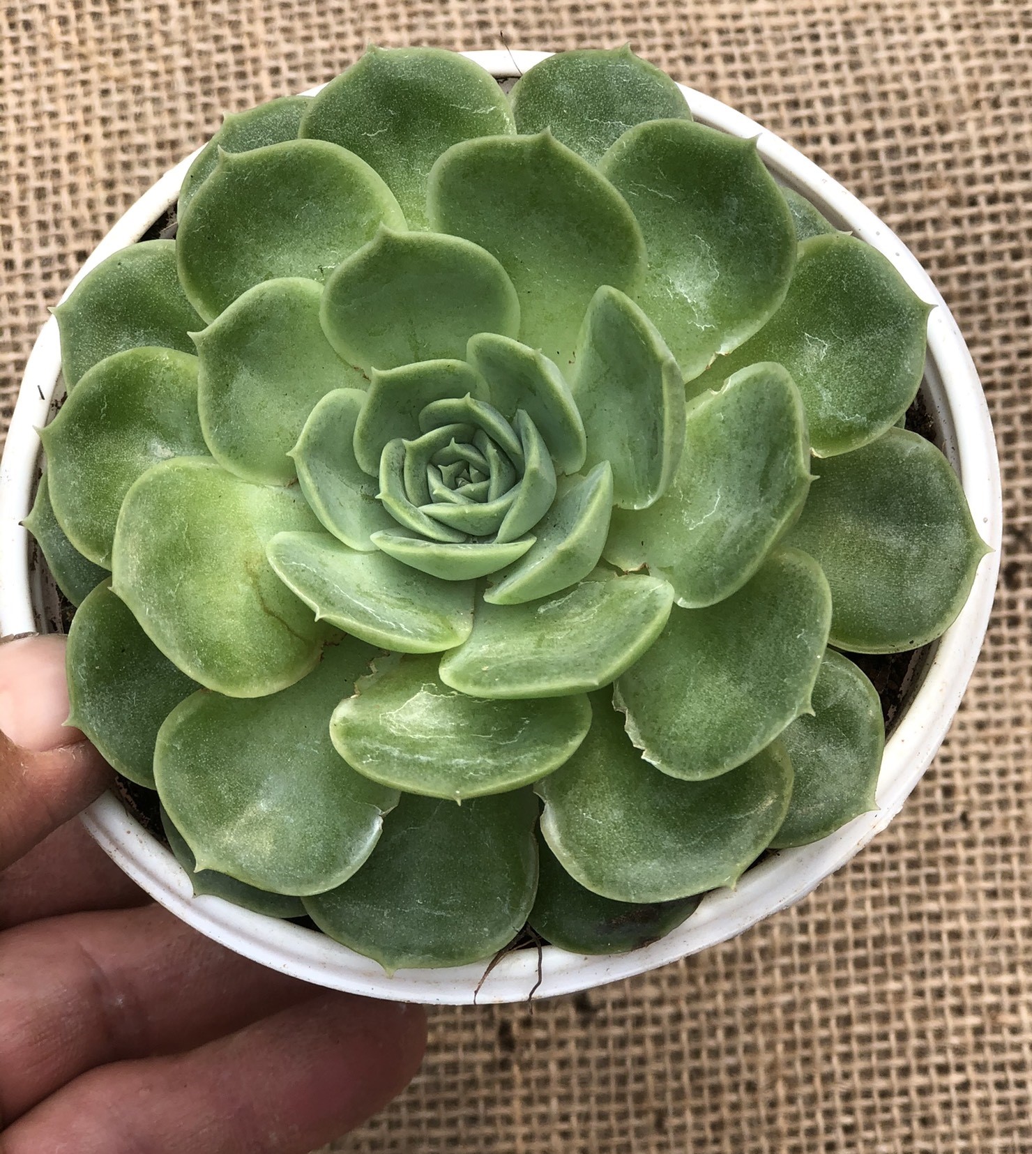 Chậu Sen Đá size vừa SĐ3