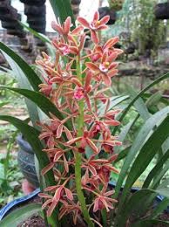 cây giống lan kiếm đỏ tay bắc, hoa thơm