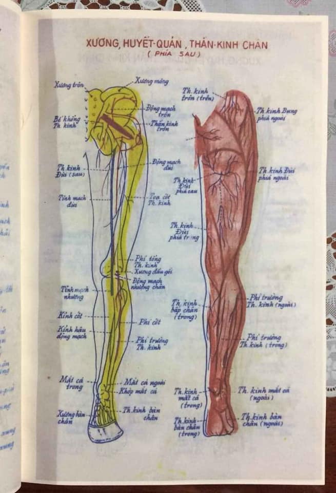 Sách Y Án Châm Cứu Thực Nghiệm - Thượng Trúc