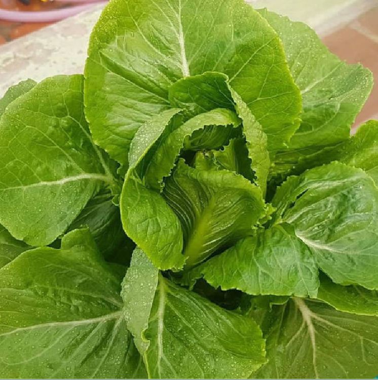 Hạt giống xà lách Romain xanh - gói 0.2gr ( 140 hạt )