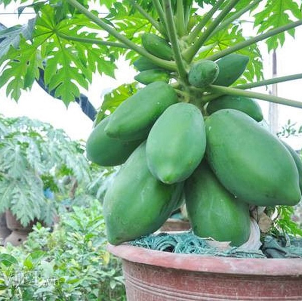 [HCM]Hạt Đu đủ lùn ruột đỏ