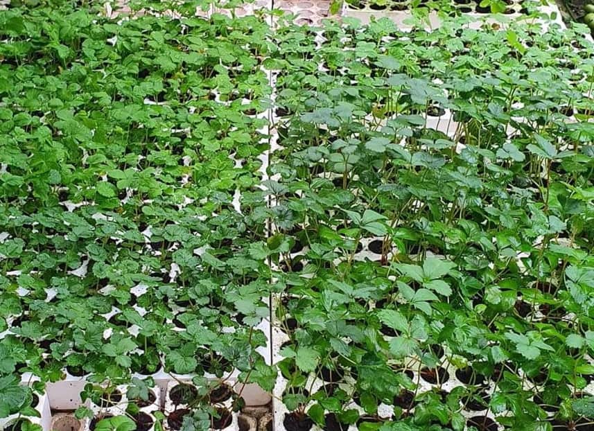 Dâu tây NHẬT AKI  ( combo 10 cây MÔ VỈ - chuẩn giống)