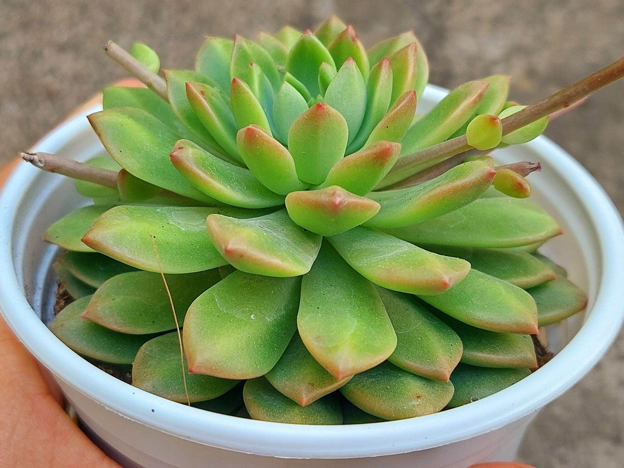 Sen đá MẶT TRỜI size trung 8-10 cm