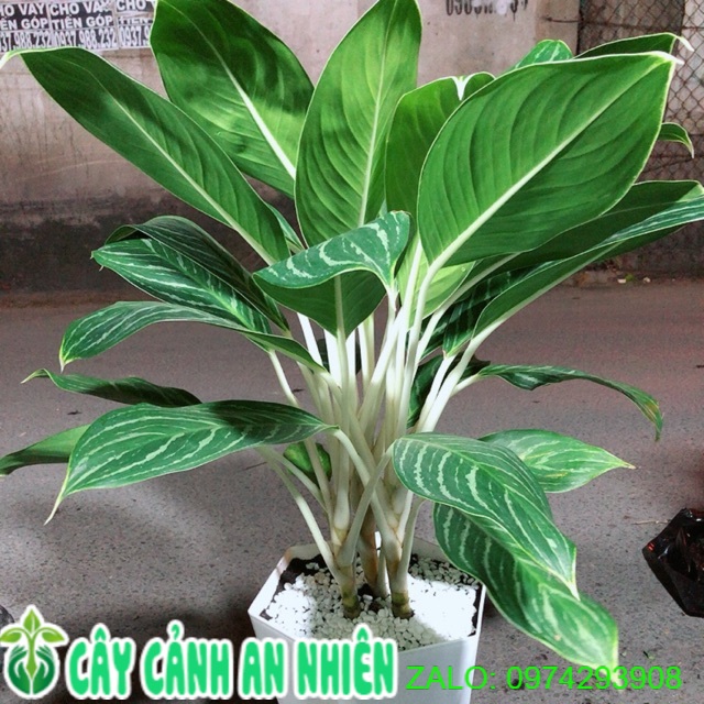 Chậu cây bạch mã hoàng tử