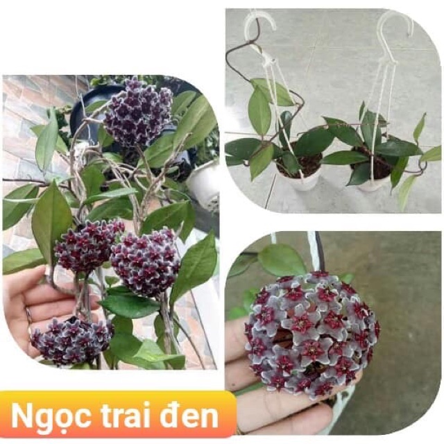 Lan cẩm cù nhiều màu mua