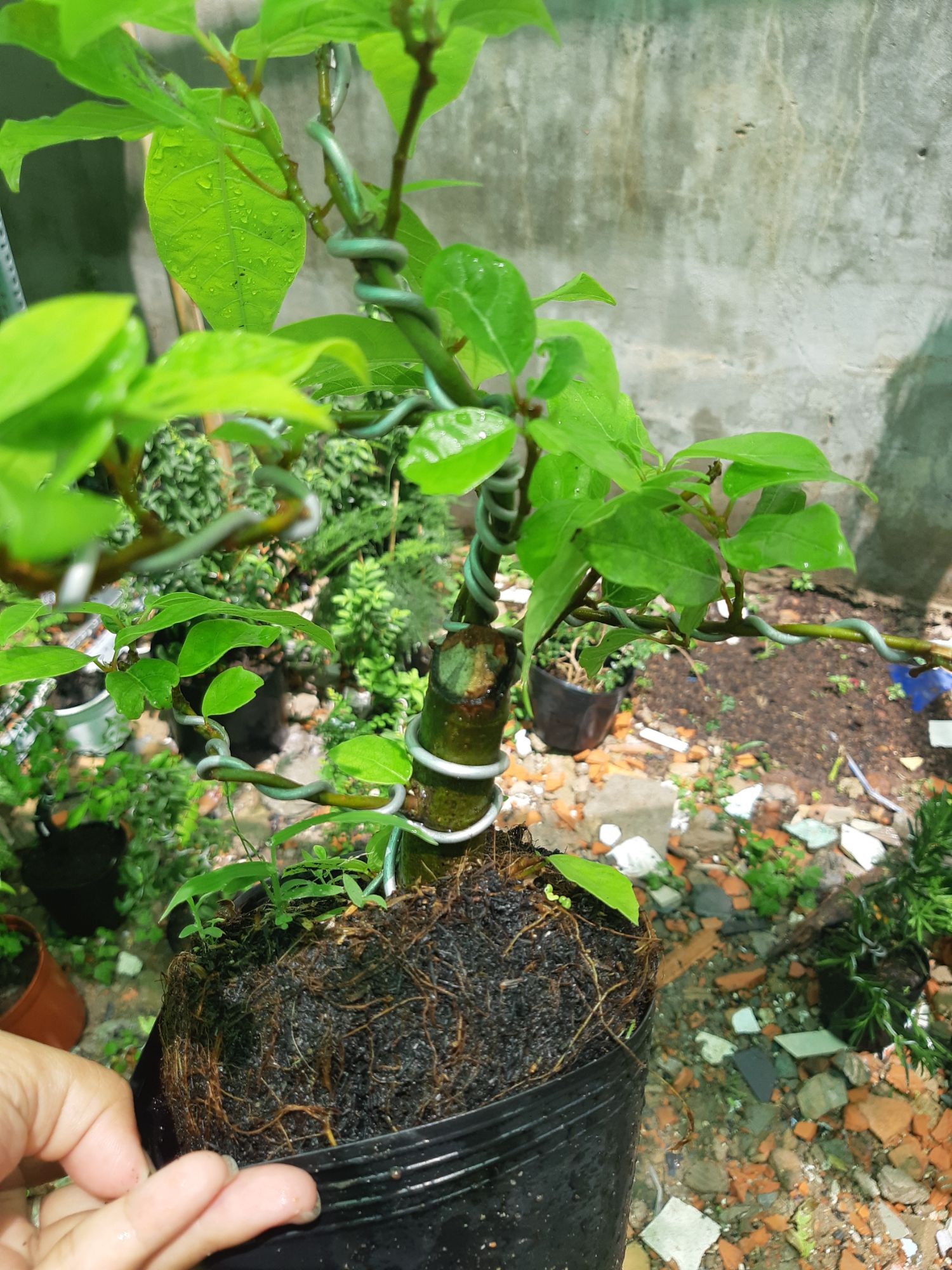 cây sung bonsai mini