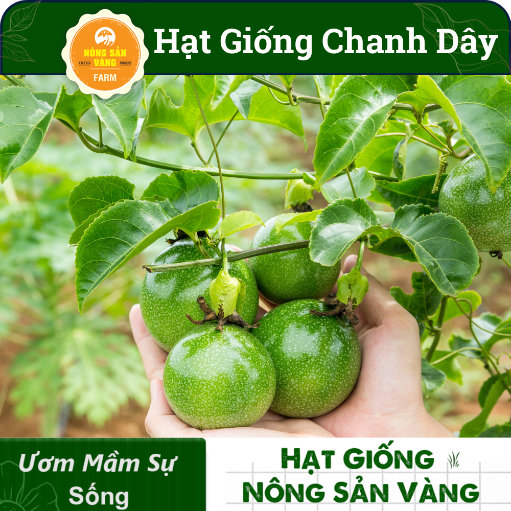 Hạt giống Chanh Dây, Loại Trái Cây Nhiệt Đới, Rất Giàu Dinh Dưỡng, Dễ Chế Biến Thành Nước Giải Khát (Gói 50 Hạt) - Nông Sản Vàng