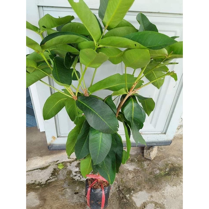 CÂY GIỐNG MẬN ĐƯỜNG ĐÁ