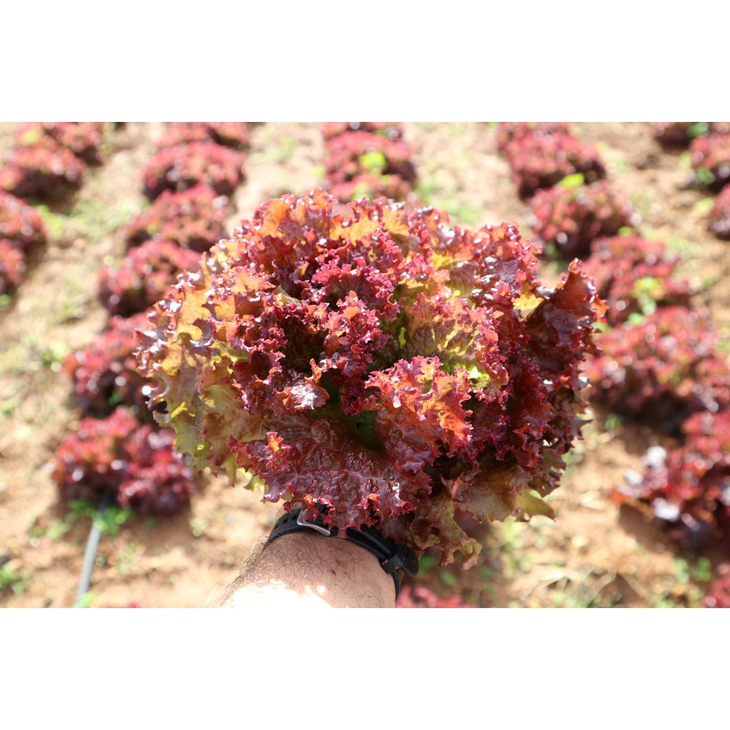Hạt Giống Xà Lách Tím Lollo Rossa