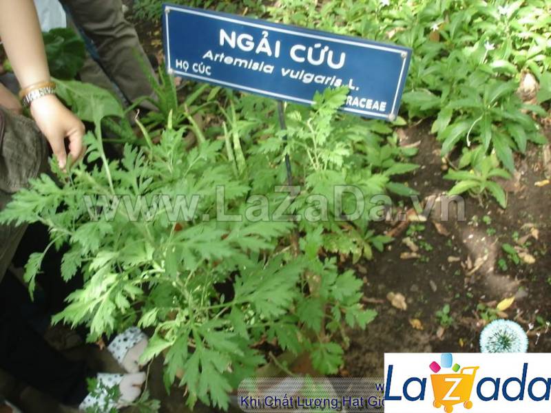 50h Hạt Giống Ngải Cứu Mugwort (| A4*W50*M301)