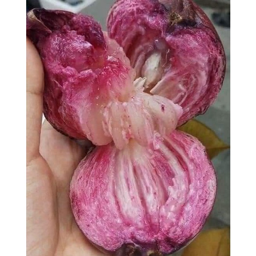 Cây vú sữa mica giống (Được kiểm tra cây trước khi thanh toán)