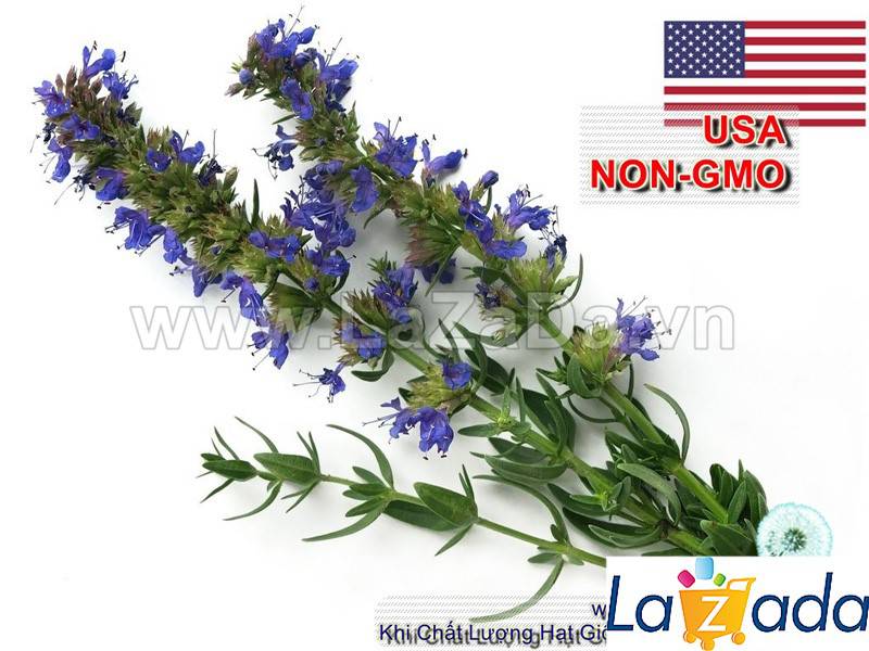 1GR 650.HAT Hạt Giống Bài Hương Hyssop (| C26*W43*M207)