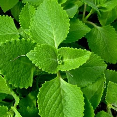 Bô 2 Túi Hạt Giống Rau Húng Chanh F1. Mỗi Túi 0.1 Gram Chất Lượng Cao - Giá Khuyến Mại - Dễ Trồng.