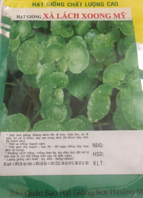 Hạt giống xà lách xoang Mỹ- gói 0,5gr